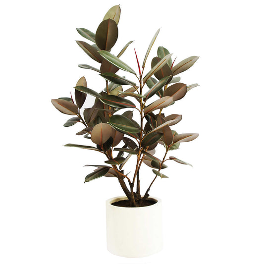 Faux Rubber Tree